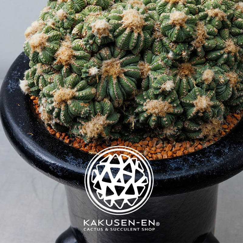 KAKUSEN-EN / POP UP STORE｜ESTNATION ONLINE STORE