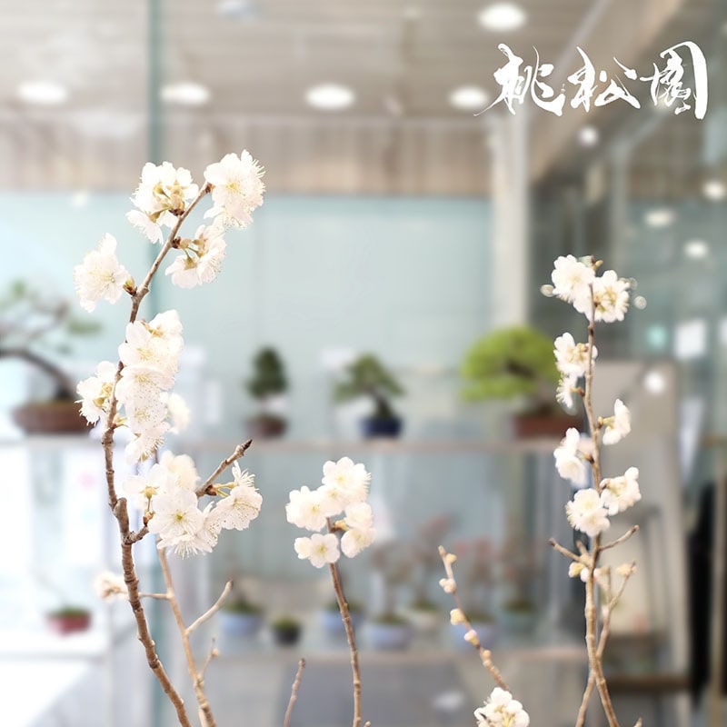 桃松園 - TOSHO-EN - / POP UP STORE ～桜/梅～